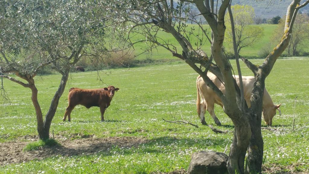 Pietra Maula Agriturismo Castelraimondo Exteriör bild