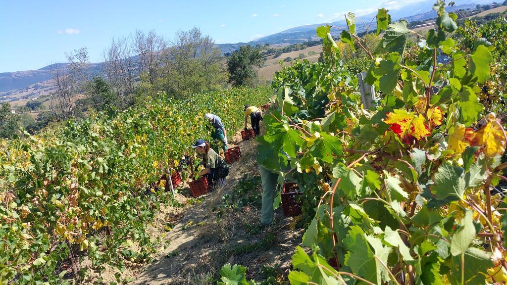 Pietra Maula Agriturismo Castelraimondo Exteriör bild